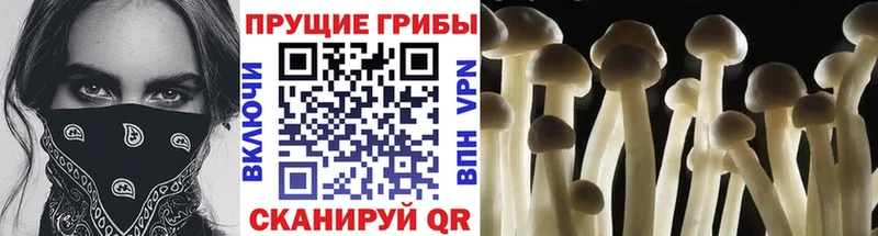 блэк спрут ССЫЛКА  Чадан  Галлюциногенные грибы GOLDEN TEACHER 